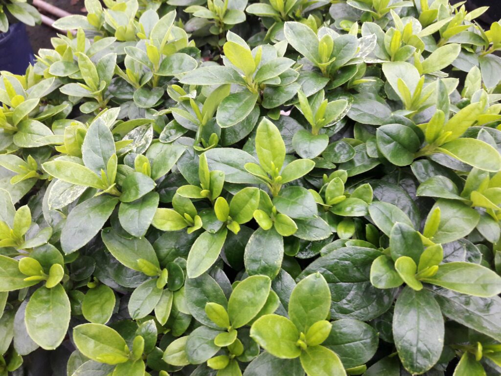 Die Azalee zwei Monate später: eine attraktive, grüne Zimmerpflanze